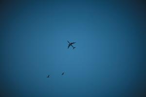 airplane, below, bird, clear, dusk, England, evening, London, sky, The United Kingdom, urban