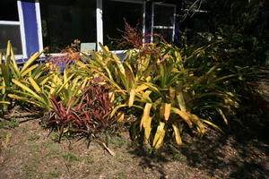 day, eye level view, Florida, Miami, natural light, park, sunny, The United States, tropical, vegetation, winter