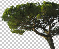 afternoon, autumn, coniferous, cutout, cutout plants, day, direct sunlight, evergreen, eye level view, Italian stone pine, natural light, parasol pine, pine, Pinus pinea, sunny, tree, umbrella pine