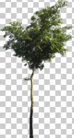 broad-leaf tree, broad-leaved tree, cutout, cutout trees, day, eye level view, spring, sunny, young