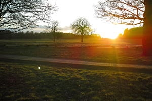 dusk, England, eye level view, grass, London, park, sunny, The United Kingdom, tree