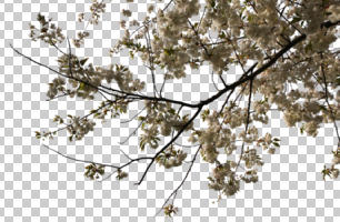 below, blooming, blossom, branch, cutout, cutout trees, day, spring, sunny