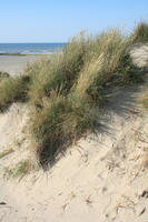 beach, Belgium, day, dunes, eye level view, grass, summer, sunny