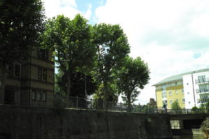 below, day, dockside, England, eye level view, London, sunny, The United Kingdom, tree, treeline, vegetation, walkway