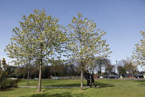 afternoon, blossom, day, Edinburgh, eye level view, grass, natural light, Scotland, spring, The United Kingdom, tree