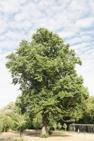 broad-leaf tree, broad-leaved tree, day, direct sunlight, England, eye level view, London, park, summer, sunny, The United Kingdom, tree