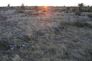 Croatia, day, dusk, eye level view, grassland, Nin, shrub, shrubbery, spring, Zadarska