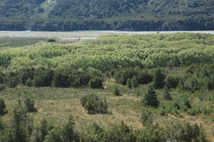 day, elevated, mountain, New Zealand, summer, sunny, woodland