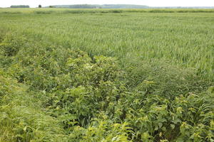 crop, day, eye level view, field, France, natural light, plant, spring