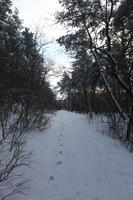 afternoon, bright, coniferous, day, deciduous, eye level view, Poland, shady, snow, tree, Wielkopolskie, winter, woodland