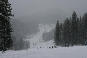 Bulgaria, day, elevated, group, mountain, overcast, people, pine, skiing, slope, snow, tree, vegetation, winter