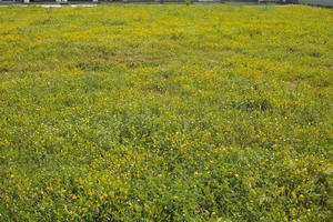 Croatia, day, eye level view, field, flower field, garden, grass, long grass, spring, sunny, vegetation, Zadar, Zadarska