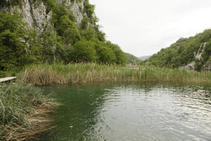 Croatia, day, diffuse, diffused light, eye level view, Karlovacka, lake, natural light, reed, summer, woodland