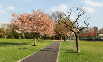 alley, blooming, blossom, day, deciduous, England, eye level view, grass, London, park, spring, sunny, The United Kingdom, tree