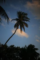 below, dusk, Florida, Miami, palm, The United States, vegetation, winter