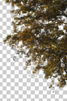 autumn, below, branch, broad-leaf tree, broad-leaved tree, cutout, cutout trees, day, deciduous, diffuse, diffused light