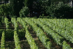 day, eye level view, field, Lausanne, natural light, summer, sunny, Switzerland, Vaud, vegetation, vineyard