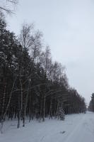 eye level view, forest, overcast, Poland, snow, track, tree, Wielkopolskie, winter, Wolsztyn