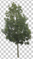 broad-leaf tree, broad-leaved tree, cutout, cutout trees, day, diffuse, diffused light, eye level view, summer