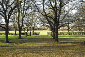 autumn, broad-leaf tree, broad-leaved tree, day, deciduous, eye level view, grass, leaves, park, sunny, tree