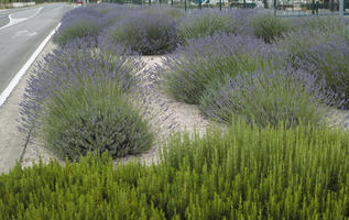 bush, Croatia, day, diffuse, diffused light, eye level view, lavander, natural light, shrub, Sibensko-Kninska, summer, Vodice