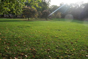 autumn, day, England, eye level view, grass, leaves, London, park, sunny, The United Kingdom