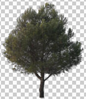 Aleppo pine, ambient light, coniferous, cutout, cutout plants, cutout trees, day, diffuse, diffused light, evergreen, eye level view, natural light, overcast, pine, Pinus halepensis, tree, winter