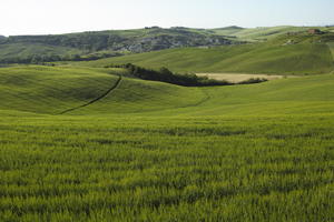 afternoon, crop, day, elevated, field, grass, Italia , Siena, spring, sunny, Toscana, valley