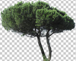 coniferous, cutout, cutout trees, day, evergreen, eye level view, summer, sunny