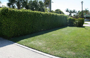 day, eye level view, Florida, flowered bush, grass, hedge, Miami, summer, sunny, The United States