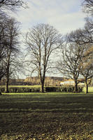 autumn, broad-leaf tree, broad-leaved tree, day, deciduous, England, eye level view, grass, leaves, London, park, sunny, The United Kingdom, tree