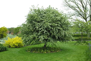 day, England, eye level view, garden, grass, natural light, park, The United Kingdom, tree, Woking