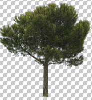 Aleppo pine, ambient light, coniferous, cutout, cutout plants, cutout trees, day, diffuse, diffused light, evergreen, eye level view, morning, natural light, pine, Pinus halepensis, spring, tree