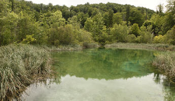 Croatia, day, diffuse, diffused light, eye level view, Karlovacka, lake, natural light, reed, summer, woodland