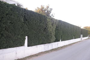 cloudy, Croatia, day, diffused light, eye level view, hedge, natural light, Splitsko-Dalmatinska, spring, Sukosan