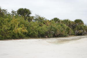 ambient light, beach, day, diffuse, diffused light, eye level view, Florida, overcast, The United States, tropical, vegetation, winter