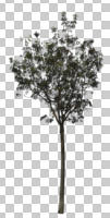 broad-leaf tree, broad-leaved tree, cutout, cutout trees, day, diffuse, diffused light, eye level view, summer, young