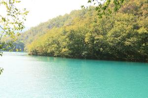 Croatia, day, eye level view, forest, Karlovacka, lake, sunny, tree, vegetation