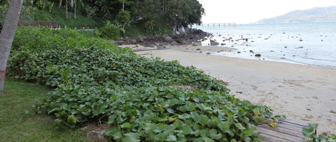 beach, day, eye level view, plant, summer, sunny, Thailand, vegetation