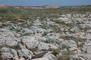 day, eye level view, Faro, Faro, flower, greenery, ground, open space, path, Portugal, rock, rockery, rocks, shrub, summer, sunlight, sunny, vegetation