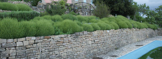 bush, Croatia, day, diffuse, diffused light, eye level view, garden, Istarska, Motovun, natural light, shrub, spring, wall