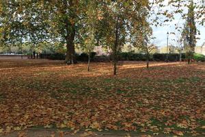 afternoon, autumn, Battersea park, day, England, eye level view, leaf, London, park, The United Kingdom, tree