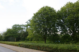 broad-leaf tree, broad-leaved tree, day, diffuse, diffused light, eye level view, natural light, shrub, summer, The Netherlands, tree, Utrecht, Utrecht