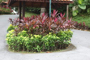 ambient light, day, eye level view, garden, Kedah, Malaysia, overcast, plant, tropical