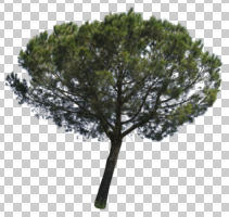 coniferous, cutout, cutout trees, day, diffuse, diffused light, evergreen, eye level view, pine, Pinus pinea, summer