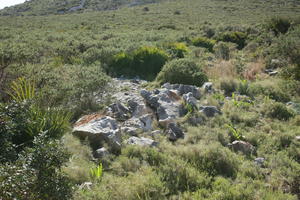 bright, bush, day, Denia, elevated, eye level view, shrub, shrubland, Spain, spring, sunny, Valenciana