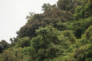 day, diffuse, diffused light, eye level view, natural light, New Zealand, overcast, summer, tropical, vegetation, West Coast, woodland