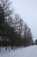 eye level view, forest, overcast, Poland, snow, track, tree, Wielkopolskie, winter, Wolsztyn