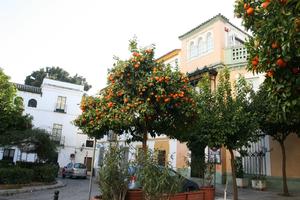 Andalucia, building, car, day, eye level view, fruit, garden, Sevilla , Spain, transport, tree, vegetation