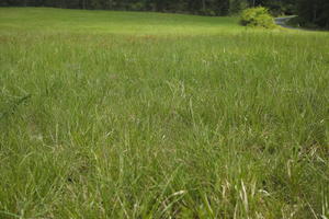 day, direct sunlight, eye level view, grass, Italia , lowered, spring, sunny, Toscana